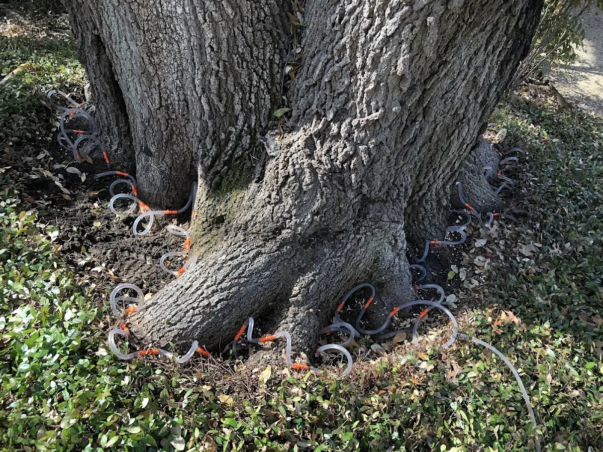 Detailed Tree Cabling and Bracing job site in Canistota